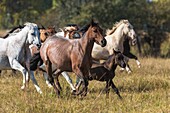 Horses at a horse round up, Montana, USA