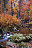 Stream, forest and fallen leaves in autumn, Harz, Germany, Europe