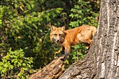Red fox Vulpes vulpes in the forest, captive, Montana, USA