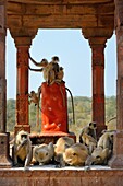 India, Rajasthan, Ranthambhore National Park, Ranthambhore fort, Gray langur monkeys.