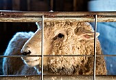 Sheep in a barn, Martha´s Vineyard, Massachusetts, USA