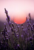 lavender field at sunset, Drome department, region of Rhone-Alpes, France, Europe