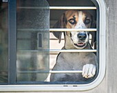 Hound dog peaking out of a truck window, Monkton Maryland USA