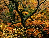 Autumn colours in woodland by the River Teign in Dartmoor, Devon, England