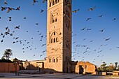 africa, morocco, marrakech, la koutoubia mosque