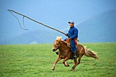 Mongolia, Ovorkhangai province, Okhon valley, Nomad camp, Rallying of horses drove