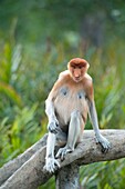 Female proboscis monkey  These leaf eating monkeys are endemic to Borneo