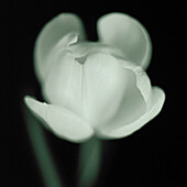 elegant and beautiful black and white still life of opening tulip