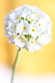 romantic white drumstick primrose still life