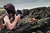 Guest Marco Chimienti from the Lindblad Expedition ship National Geographic Endeavour photographing a crab on Floreana Island in the Galapagos Islands, Ecuador  Model release MC051712