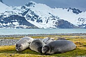 Recently weaned elephant seal pups Mirounga leonina on the shore at Peggotty Bluff on South Georgia Island in the South Atlantic Ocean