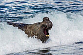 Southern elephant seal bull Mirounga leonina challenging for territory at Gold Harbour, South Georgia, South Atlantic Ocean