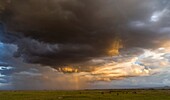 Storm over Amboseli National Park in Kenya  The storms are forming over the nearby slopes of Mount Kilimanjaro  Africa, East Africa, Kenya, Rfit Valley Province, Amboseli, December