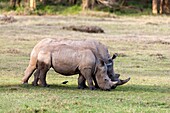 White rhinoceros or square-lipped rhinoceros Ceratotherium simum  Africa, East Africa, Kenya, November