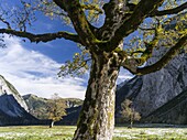 Eng Valley with the famous sycamore maple trees, Karwendel mountain range, during late autumn - fall  The Eng valley is the most famous of all valleys in karwendel mountain range  Next to the sheer rock faces of the karwendel mountains the sycamore maple 