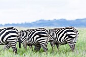 Plains zebra (Equus quagga) also called common zebra or Burchell´s zebra, subspecies E. q. boehmi (Grant´s zebra) in Kenya, Lewa Game Reserve. Africa, East Africa, Kenya, November