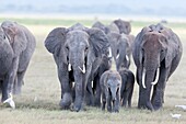 African bush elephant (Loxodonta africana), family group or herd moving in the Amboseli National Park. Africa, East Africa, Kenya, December.