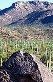 Rock Art in Saguaro N P, Arizona, USA