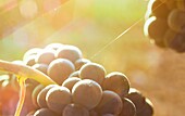 Vine with ripe grapes  Lanciego  Rioja alavesa wine route  Alava  Basque country  Spain