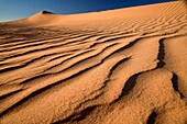 Algodones Dunes or Imperial Sand Dunes, Imperial County, California, United States of America, USA