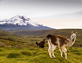 Ecuador, Chimorazo volcan and llama.