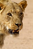 African lion Panthera leo - young Male, Kgalagadi Transfrontier Park, Kalahari desert, South Africa