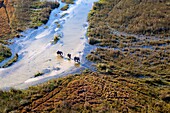 African Elephant (Loxodonta africana). Aerial View of the Okawango Delta, Botswana.