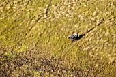 African Elephant (Loxodonta africana). Aerial View of the Okawango Delta, Botswana.