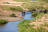 African Elephants(Loxodonta africana), crossing the river, Kruger National Park, South Africa.