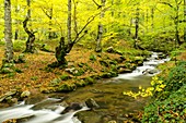 Riverside in autumn of Arce Valley forest, Navarre, Spain