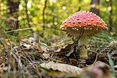 Close up of a toadstool or fly agaric mushroom