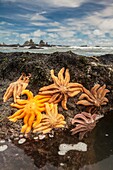 Reef starfish, attached to rocks, visible at low tide, Paparoa National Park, West Coast, New Zealand - Patangaroa spp