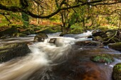 The East Dart River flowing through woodland at Dartmeet in Dartmoor National Park, Devon, England, UK, Europe