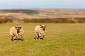 Young Lamb On Grass, Cornwall, England, UK, Europe
