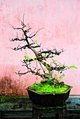 Bonsai tree in Hue,Central Vietnam,Vietnam,Asia