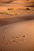 Morocco, Sahara, Erg Chebbi, Dune, Steps