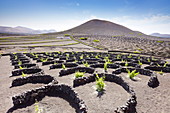 Lanzerote - Plantation of vines in volcanic ground in La Geria, Lanzarote Island, Canary Islands, Spain