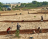 Volunteer assisted farming and cultivation of land in exchange when they need help the owners will return the favor