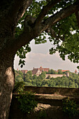 Blick auf Baum und Stadtmauer und Gebäude der Altstadt, Rothenburg ob der Tauber, Romantische Straße, Franken, Bayern, Deutschland