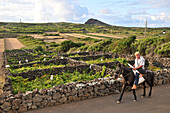 Bauer reitet an an Weinfeldern vorbei, im Norden, Insel Graciosa, Azoren, Portugal