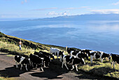 In the highlands with view towards Pico vulcano, Island of Sao Jorge, Azores, Portugal