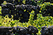 Vineyard at Wine museum near Biscoitos, north coast, Island of Terceira, Azores, Portugal