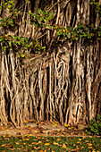 Old Banyan Tree and Root System, Galle, Sri Lanka