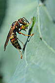 Paper Wasp Eating Cabbage Worm