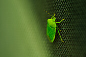 Green Stink Bug on Screen