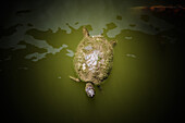 Moss-Covered Turtle in Murky Pond Water