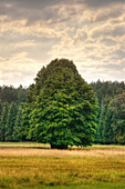Large Tree in Field With Forest in Background