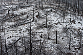 Forest Fire Remnants Covered in Snow, Colorado, USA