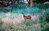 Fawn in Meadow