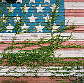 Green Ivy Growing Acroos American Flag Painted on Side of Wall